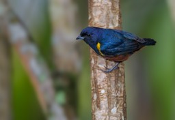 chestnut bellied euphonia