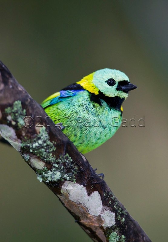 green headed tanager