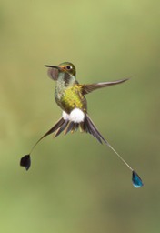 booted racket tail