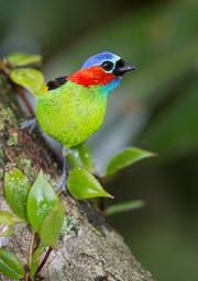 red necked tanager