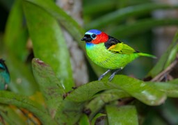 red necked tanager