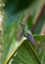 sword billed hummingbird