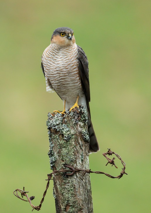 sparrowhawk male