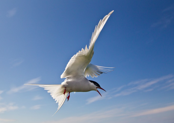arctic tern