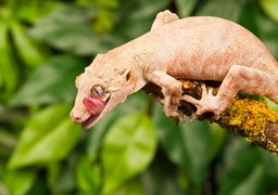gargoyle gecko