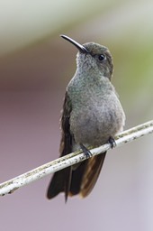 sombre hummingbird