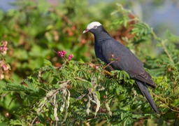 white crowned pigeon