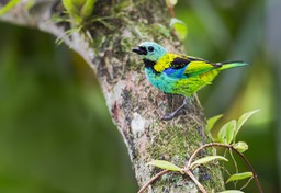 green headed tanager