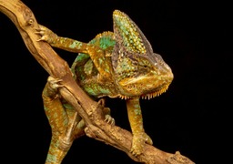 yemen veiled chameleon