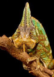 yemen veiled chameleon