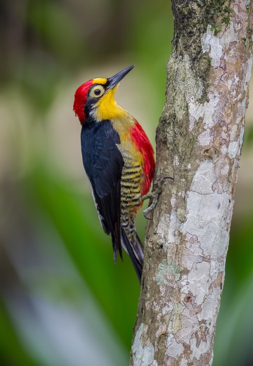 yellow fronted woodpecker