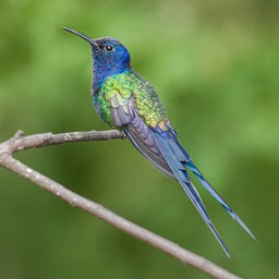 swallow tailed hummingbird