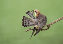 red footed falcon