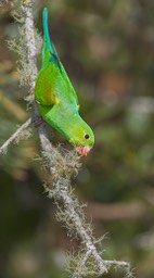 plain parakeet