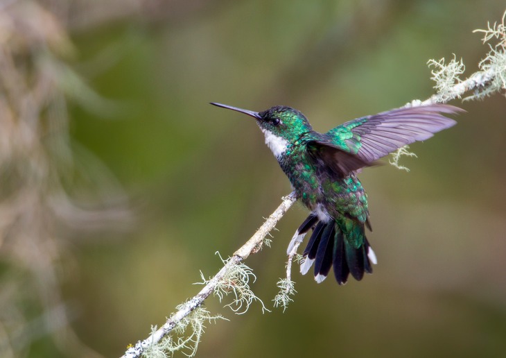 white throated hummingbird