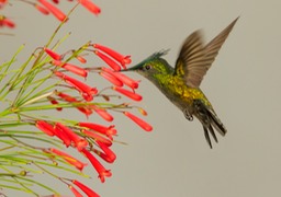 antillean crested hummingbird