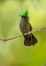 antillean crested hummingbird
