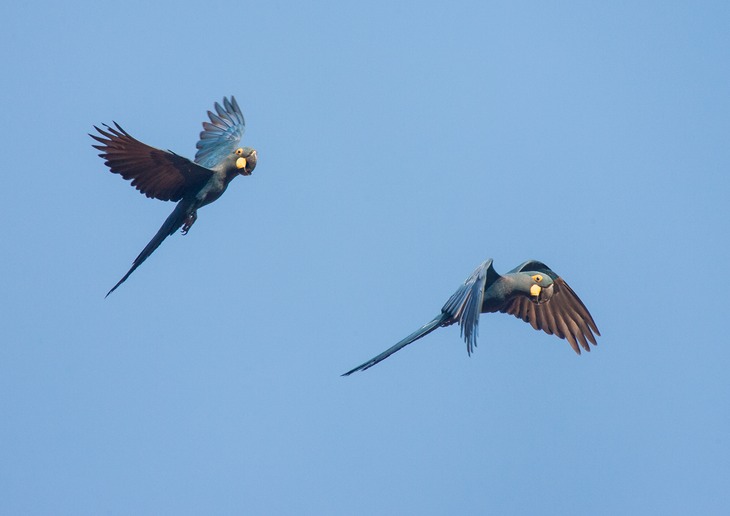 lear's macaw