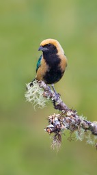 burnished buff tanager