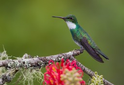 white throated hummingbird