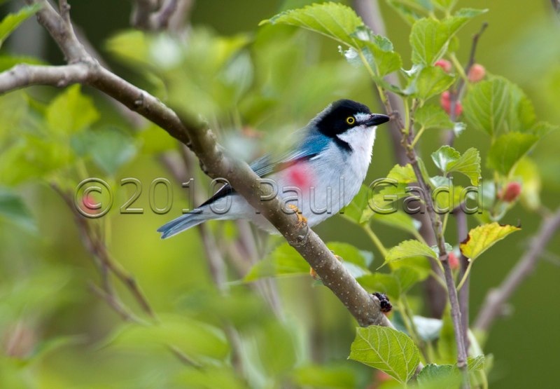hooded tanager