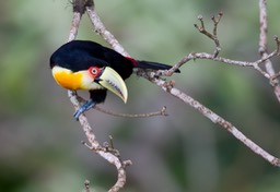 red breasted toucan