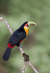 red breasted toucan