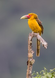 saffron toucanet