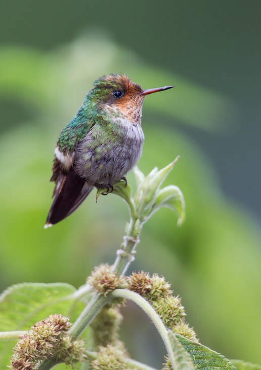 frilled coquette