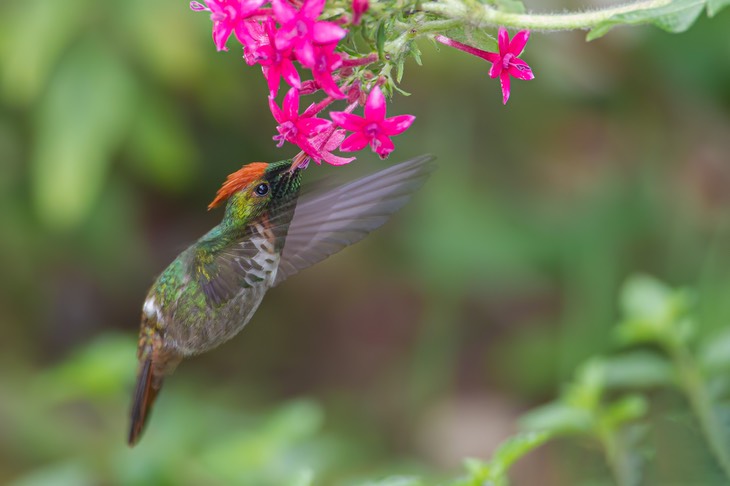 frilled coquette
