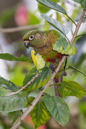 maroon bellied parakeet