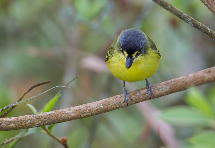 yellow lored tody flycatcher