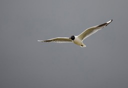 andean gull