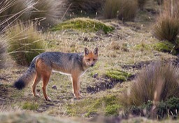 andean fox
