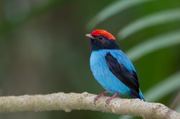 swallow tailed manakin