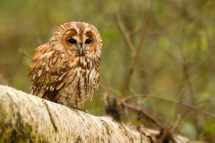 tawny owl