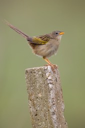 wedge tailed grass finch