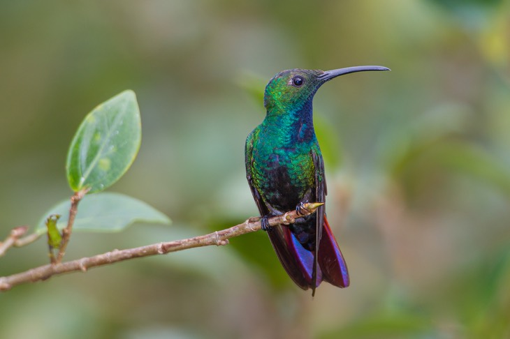 green breasted mango