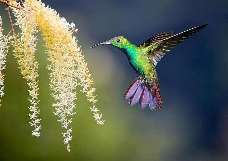 green breasted mango