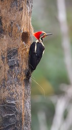 lineated woodpecker