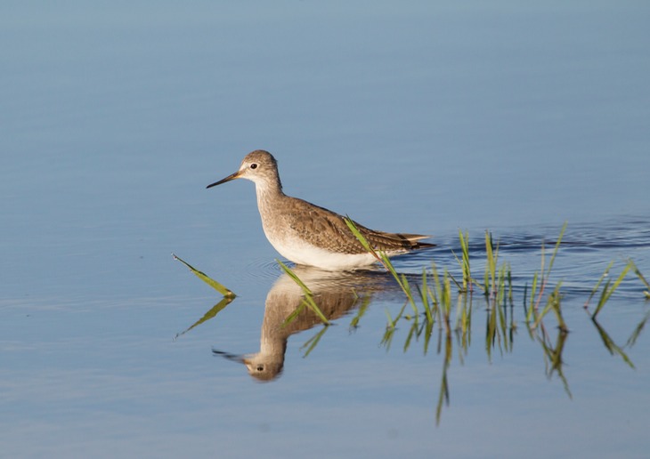 solitary sandpiper