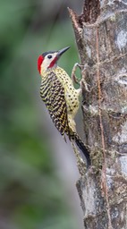 green barred woodpecker