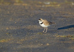 collared plover