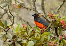 scarlet bellied mountain tanager