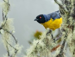 hooded mountain tanager