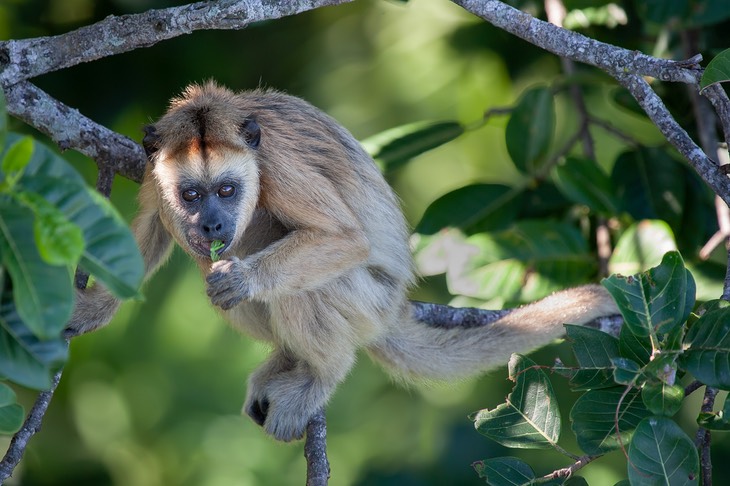 black howler monkey