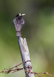 spectacled tyrant