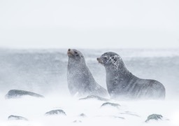 southern fur seal