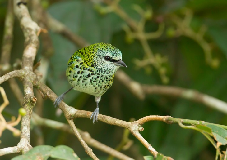 spotted tanager