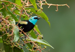 blue necked tanager